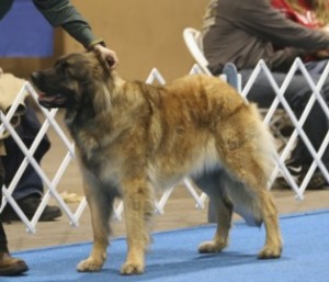 Ripple stacked at CKC show Feb 2011