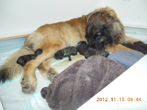 Ripple nuzzling her 5 puppies on day 2 - Nov 15, 2012 