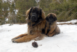 Skimmer and Summit in the snow