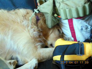 april sleeping in truck on wisconsin trip