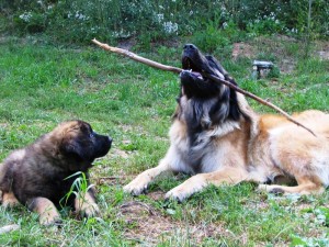 Skimmer and Ripple play with a stick