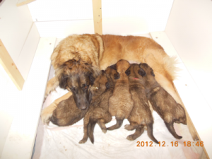 Ripple and her 5 pup in Dec 2012